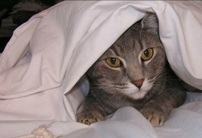 cats_and_fireworks