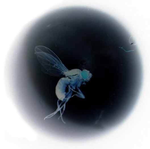 FliesForTitan