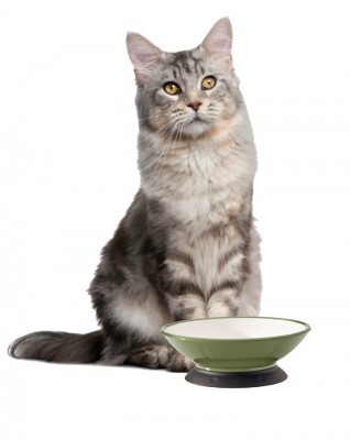 ModaPet_bowl
