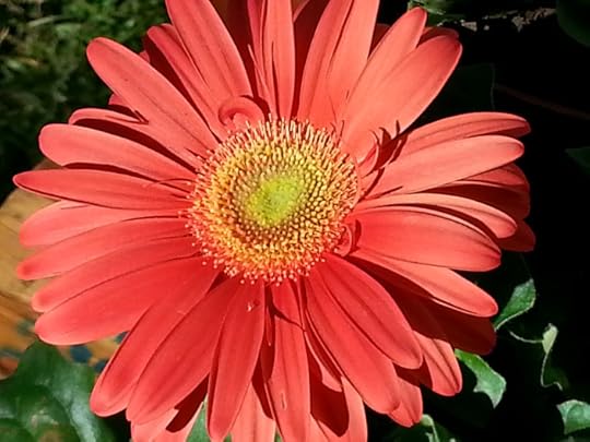Gerbera