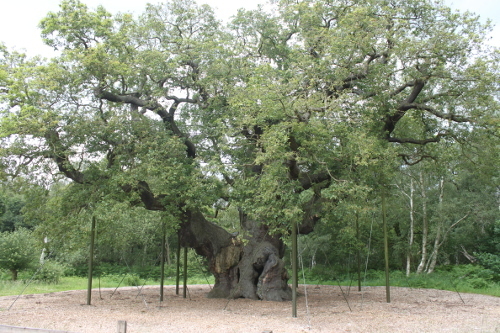 tree