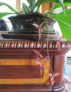 orchid