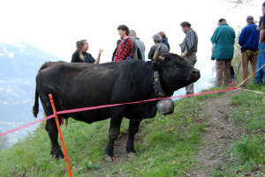valais_fightingcows_4_060508