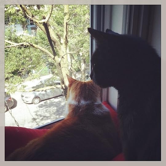 New cats on the block #cats #wejustcrossedtheoceanandarejetlagged #wemadeit #life