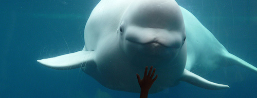 beluga