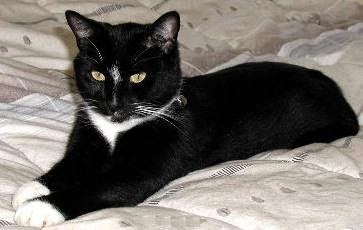 Black Cat