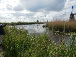 Kin5 - Windmills distant view