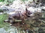 German Shepherd dog in a river bed