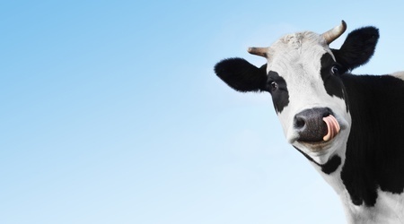 Cow-123rf