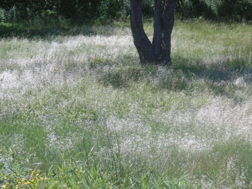 meadow