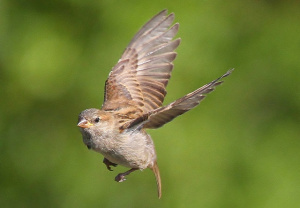 bird1