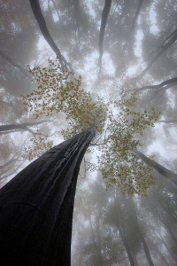 tree canopy
