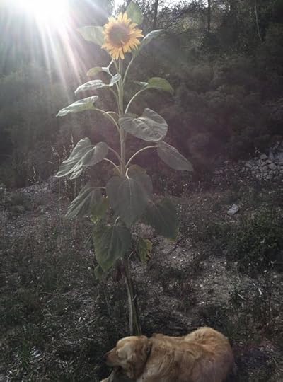 Smokey and the sunflower stalk