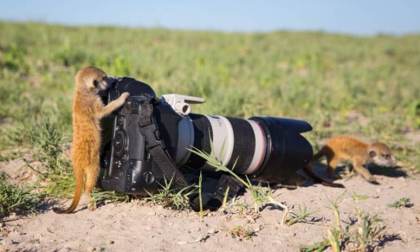 Meerkats in Makgadikgadi, Botswana. Photographer Will Burrard-Lucas
