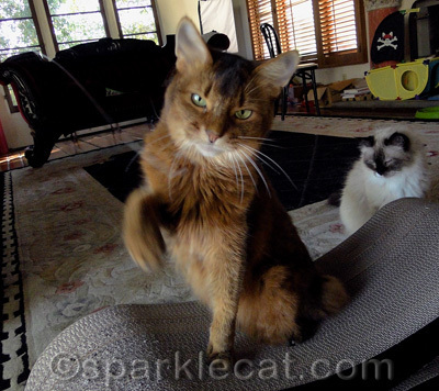 Fastest paw in the West!