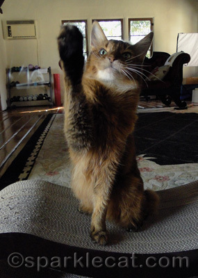 As cat toys, guitar strings get my paw of approval!