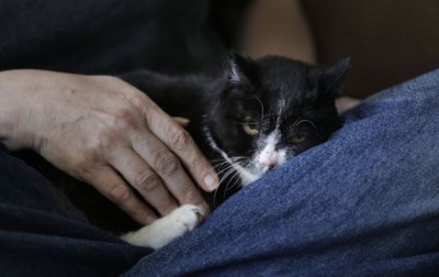 tuxed_cat_saves_homeless_woman