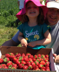 Strawberry picking - Papa picked the nice red ones.