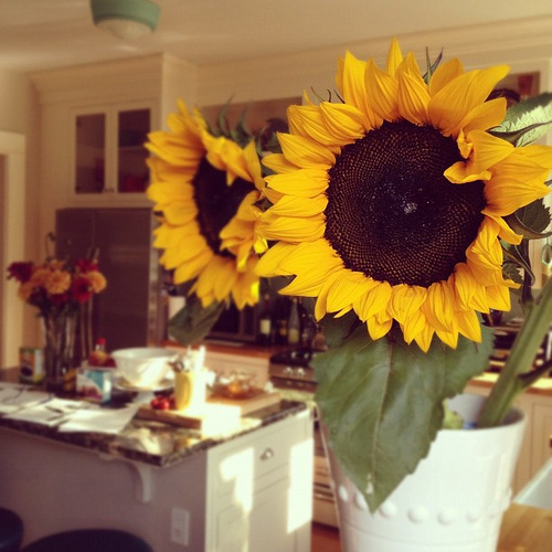 Market sunflowers in the kitchen.
