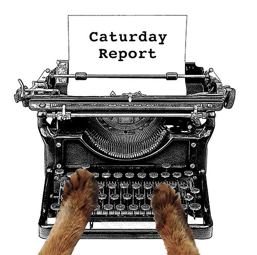 The Caturday Report
