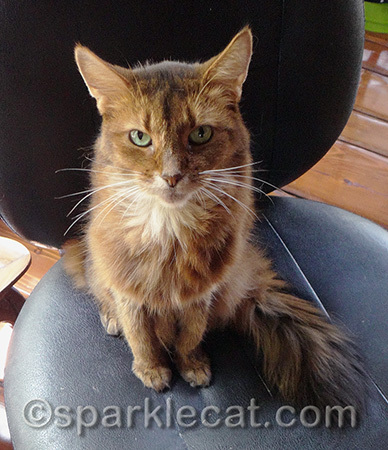 I'm reporting from my very own office chair!