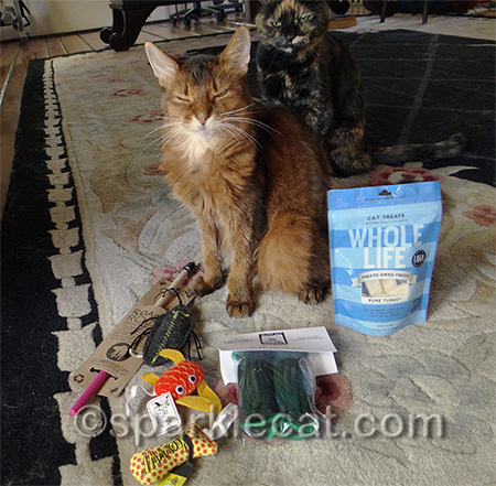 Either that, or she was plotting to get those freeze dried turkey treats.