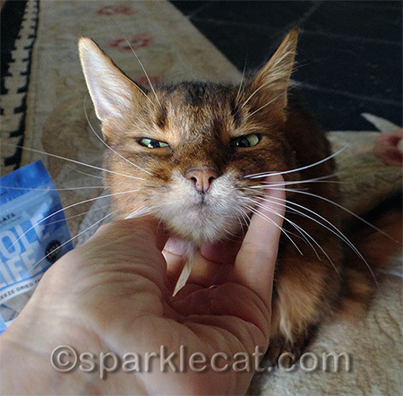 How about brushing me, giving me some fresh chicken livers and a brand new cat tree instead?