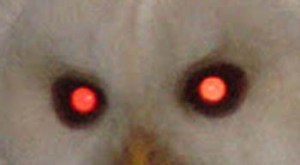 1815_Albino Barred Owl Crop