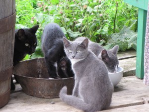 Met these characters in King's Landing, New Brunswick