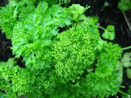 Parsley.