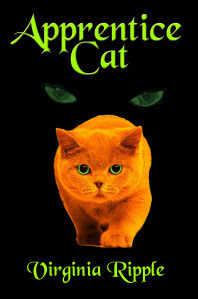 2Apprentice Cat Toby with mysterious eyes
