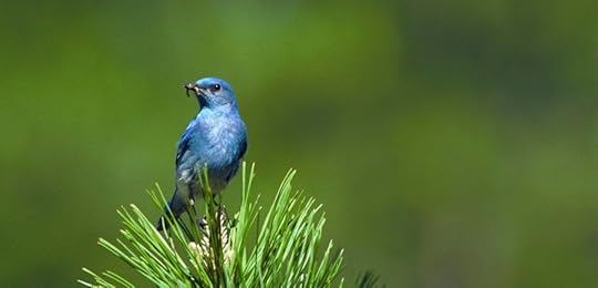 MountainBluebird