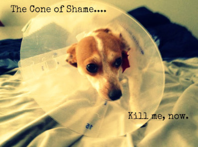 I need a cone *hangs head*