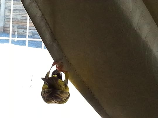 Button Hanging Around