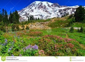 http://www.dreamstime.com/stock-images-summer-landscape-paradise-vista-mount-rainier-image20693844
