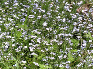 Forget-me-nots in Lover's Lane