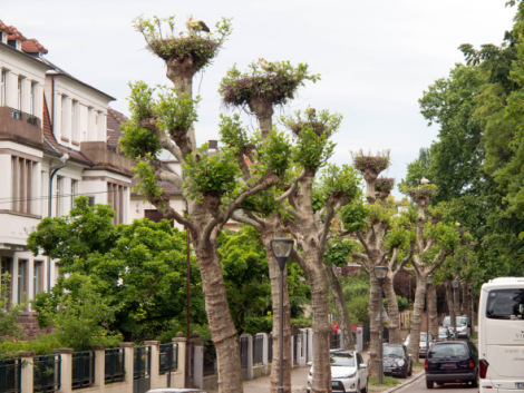 03-Strasbourg - 2014-06-25
