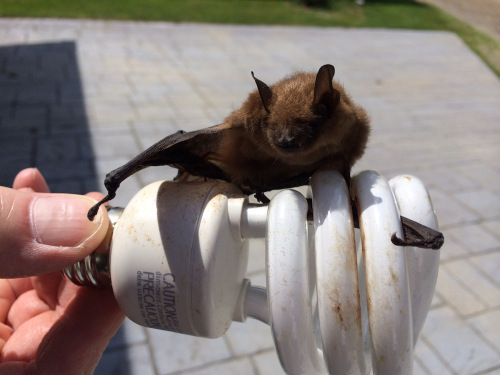 mumified bat