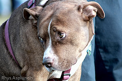 Sad dog 