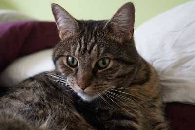 cat_kidney_disease