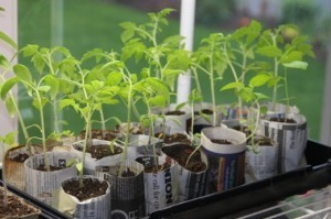tomato_seedlings_in_paper_pots