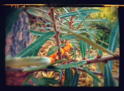 Argousier or sea-buckthorn