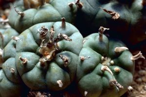 1024px-Peyote_Cactus