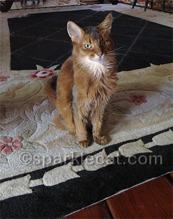 This is my dignified look