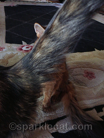 She's lucky I didn't bite her tail