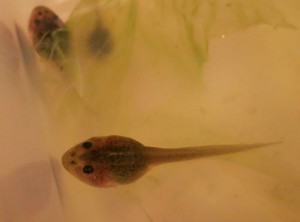 tadpole