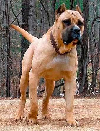 presa canario photo: canary dog presacanario4.jpg
