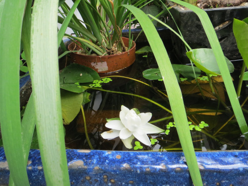 WaterLilly