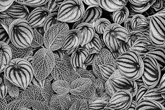 Pilea ovalis and Ancona muricata © Harold Davis