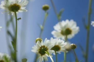 Daisies for summer. Photo by Adam Filipowicz